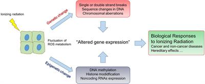 Editorial: The Genetic and Epigenetic Bases of Cellular Response to Ionizing Radiation